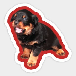 Cute Rottweiler Puppy With Funny Expression Sticker